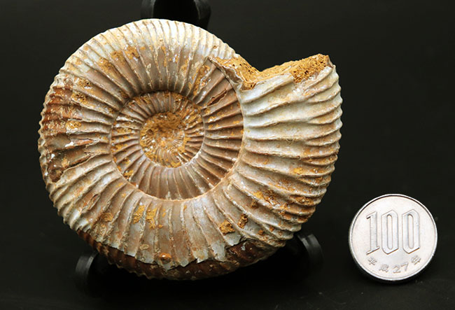TOKYO SCIENCE アンモナイト ペリスフィンクテス 化石標本（Ammonites
