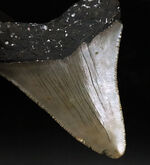 ハンターのこだわり！オールナチュラルであることが確認されている美しいメガロドンの歯化石（Carcharocles megalodon）