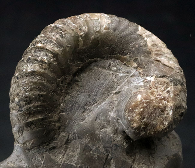 北海道産！希少な異常巻きを含む多数のアンモナイトが同居した群集化石