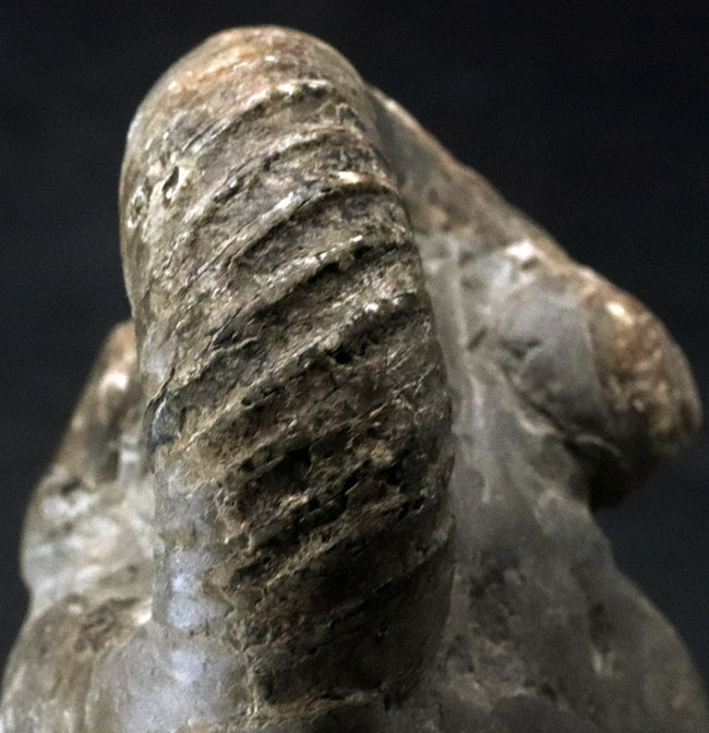 化石 標本 アンモナイト 九州産 希少 - その他