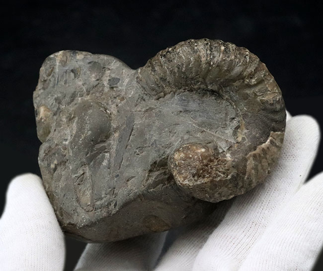 北海道産！希少な異常巻きを含む多数のアンモナイトが同居した群集化石