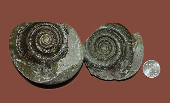 良質！イングランド・ヨークシャー海岸で採集されたダクチリオセラス（Dactylioceras sp.）の典型的なノジュール化石