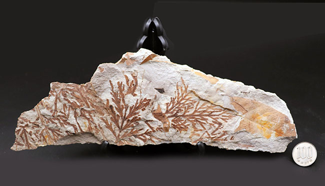 化石 (ヒノキバヤドリギ １個) - その他