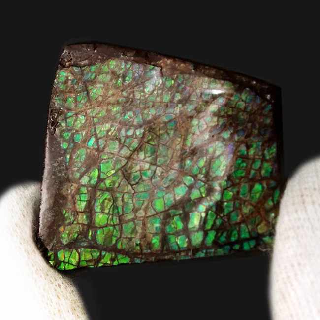 グリーンに輝くドラゴンスキン模様にご注目！カナダ・アルバータ州産の宝石、アンモライト（Ammolite）のピース（その1）