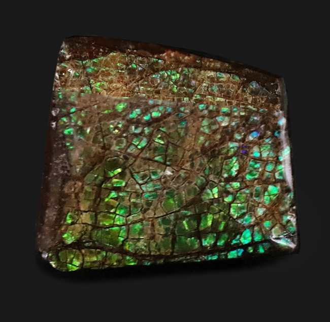 グリーンに輝くドラゴンスキン模様にご注目！カナダ・アルバータ州産の宝石、アンモライト（Ammolite）のピース（その2）
