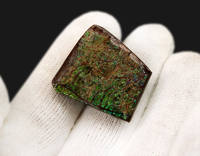 グリーンに輝くドラゴンスキン模様にご注目！カナダ・アルバータ州産の宝石、アンモライト（Ammolite）のピース（その3）
