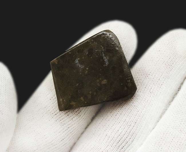 グリーンに輝くドラゴンスキン模様にご注目！カナダ・アルバータ州産の宝石、アンモライト（Ammolite）のピース（その4）
