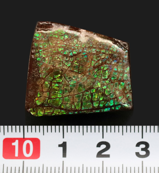 グリーンに輝くドラゴンスキン模様にご注目！カナダ・アルバータ州産の宝石、アンモライト（Ammolite）のピース（その6）