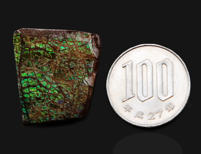 グリーンに輝くドラゴンスキン模様にご注目！カナダ・アルバータ州産の宝石、アンモライト（Ammolite）のピース（その7）