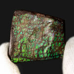 グリーンに輝くドラゴンスキン模様にご注目！カナダ・アルバータ州産の宝石、アンモライト（Ammolite）のピース