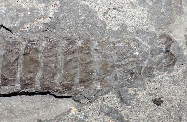 ５センチ近い大きなカゲロウの幼虫（Ephemeropsis sp.）の化石