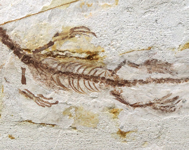 オールドコレクション！ミニドラゴン、ヒファロサウルス（Hyphalosaurus lingyuanensis）の全身化石