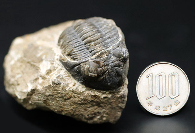 モロッコ産のデボン紀の三葉虫、メタカンティナ（Metacanthina）の化石