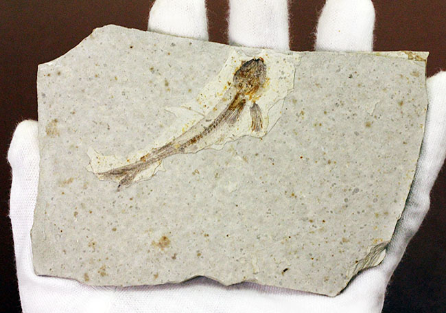 白亜紀の絶滅古代魚、中国産リコプテラ（Lycoptera sp.）の全身化石