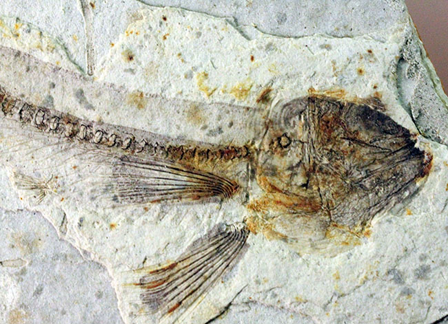 中国産魚類化石3Ｐ