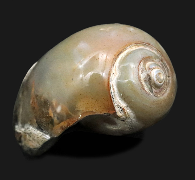 古代のカタツムリ！？インドの白亜紀末期の地層から採集された腹足類の化石（Gastropod）（その1）