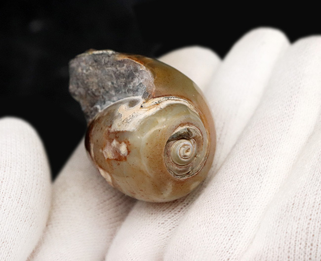 古代のカタツムリ！？インドの白亜紀末期の地層から採集された腹足類の化石（Gastropod）（その2）