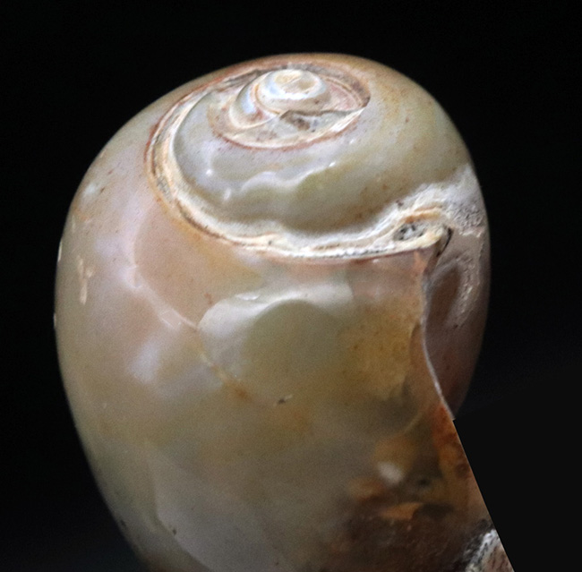 古代のカタツムリ！？インドの白亜紀末期の地層から採集された腹足類の化石（Gastropod）（その6）