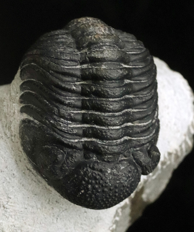 三葉虫 モロコプス [PH79] 化石 ファコプス