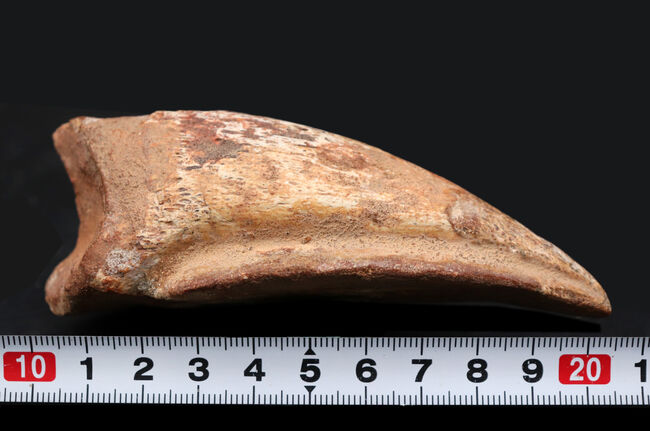 直径143mmスピノサウルス　化石　フットクロウ　爪