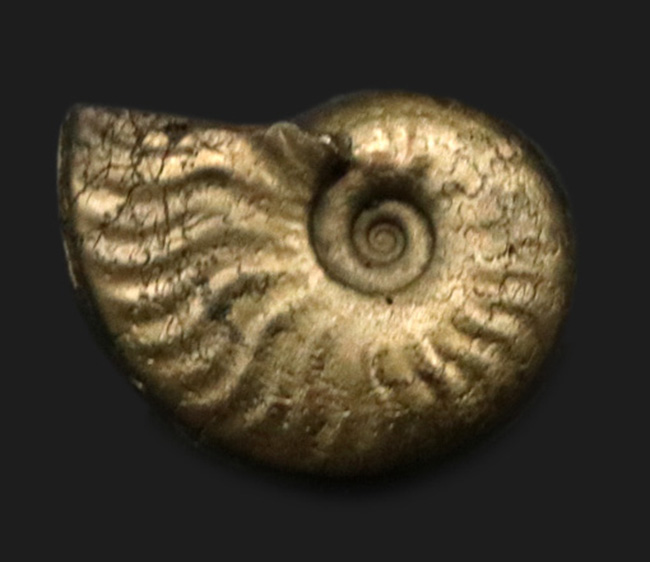 最高の保存状態！フランス・アヴェロンで採集された黄鉄鉱化（パイライト）アンモナイト（Ammonite）（その1）