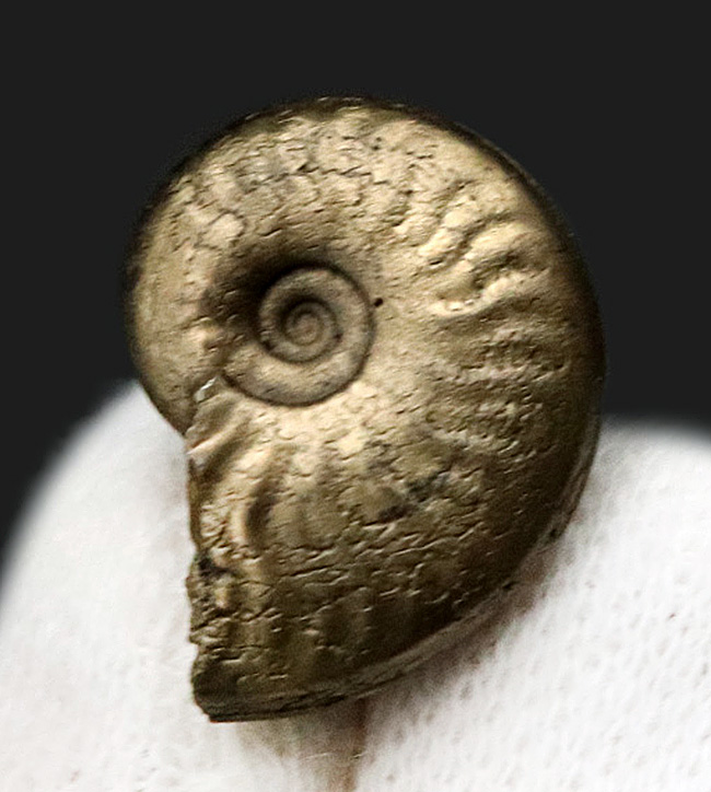 最高の保存状態！フランス・アヴェロンで採集された黄鉄鉱化（パイライト）アンモナイト（Ammonite）（その2）