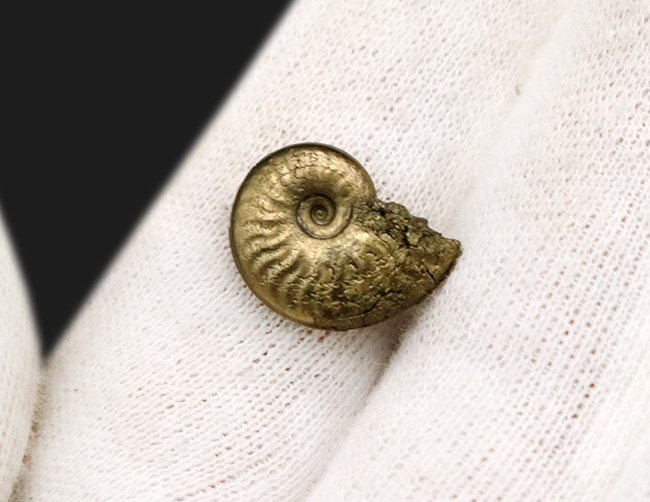 最高の保存状態！フランス・アヴェロンで採集された黄鉄鉱化（パイライト）アンモナイト（Ammonite）（その3）