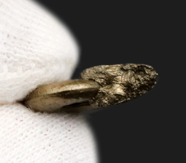 最高の保存状態！フランス・アヴェロンで採集された黄鉄鉱化（パイライト）アンモナイト（Ammonite）（その4）