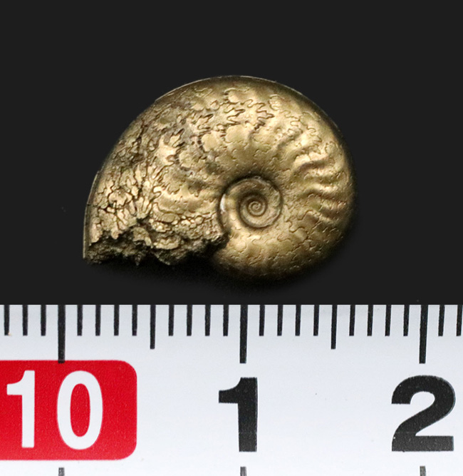 最高の保存状態！フランス・アヴェロンで採集された黄鉄鉱化（パイライト）アンモナイト（Ammonite）（その5）