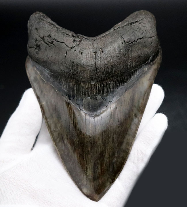 最強のコレクション！厚み、大きさ、状態、色、すべて極めて上質！メガロドン（Carcharocles megalodon）の巨大な歯化石