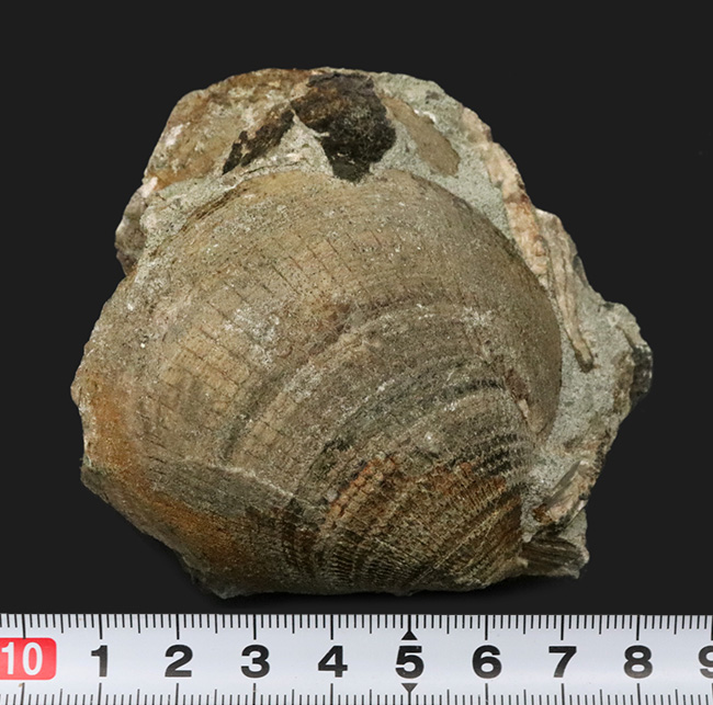 国産化石マニアックシリーズ！北九州藍島産、約３０００万年前の二枚貝、グリキメリス（Glycymeris）の群集標本