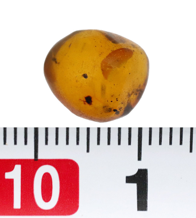 小さな粒に大きなロマン！古代の虫を内包したドミニカ産の琥珀（Amber 