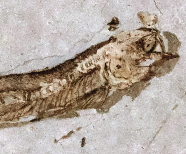 精細な保存状態にご注目ください！中国遼寧省産の絶滅古代魚、リコプテラ（Lycoptera）の上質標本（その4）