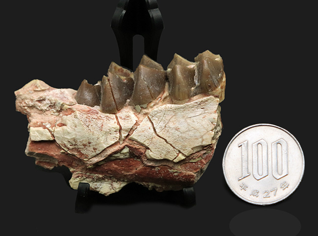 新生代に北米で大繁栄した絶滅哺乳類、メリコイドドン・カルバートソニ（Merycoidodon culbertsoni）の顎骨付き臼歯の化石（その10）