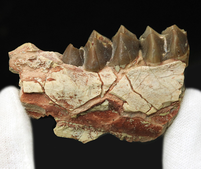 新生代に北米で大繁栄した絶滅哺乳類、メリコイドドン・カルバートソニ（Merycoidodon culbertsoni）の顎骨付き臼歯の化石（その2）