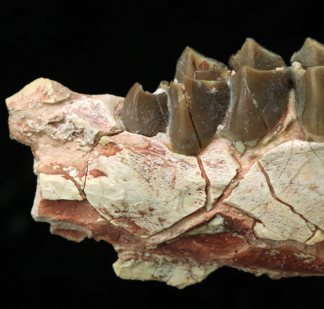 新生代に北米で大繁栄した絶滅哺乳類、メリコイドドン・カルバートソニ（Merycoidodon culbertsoni）の顎骨付き臼歯の化石（その4）