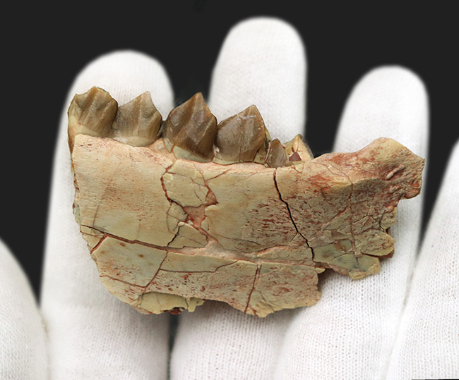 新生代に北米で大繁栄した絶滅哺乳類、メリコイドドン・カルバートソニ（Merycoidodon culbertsoni）の顎骨付き臼歯の化石（その6）
