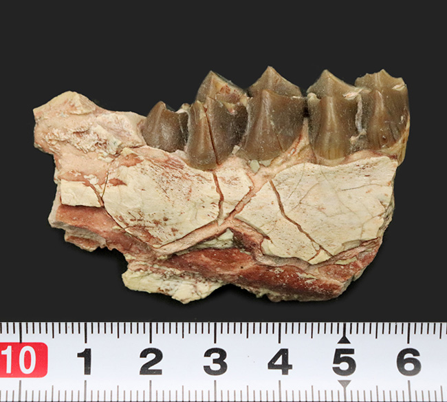 新生代に北米で大繁栄した絶滅哺乳類、メリコイドドン・カルバートソニ（Merycoidodon culbertsoni）の顎骨付き臼歯の化石（その9）