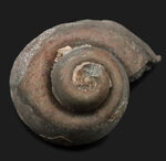 かつての古代日本の生息していた絶滅巻き貝、ユースピラ・アシヤエンシス（Euspira ashiyaensis）の上質化石