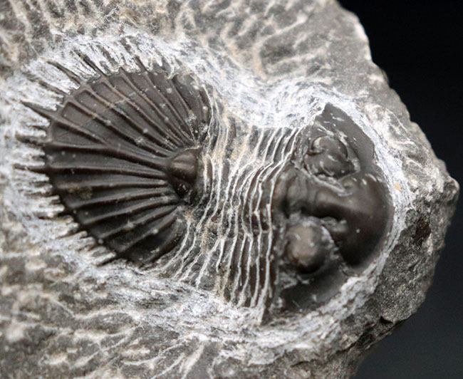 一重ヶ根のエンクリヌルス 尾板 Encrinurus 三葉虫 化石 特注食品