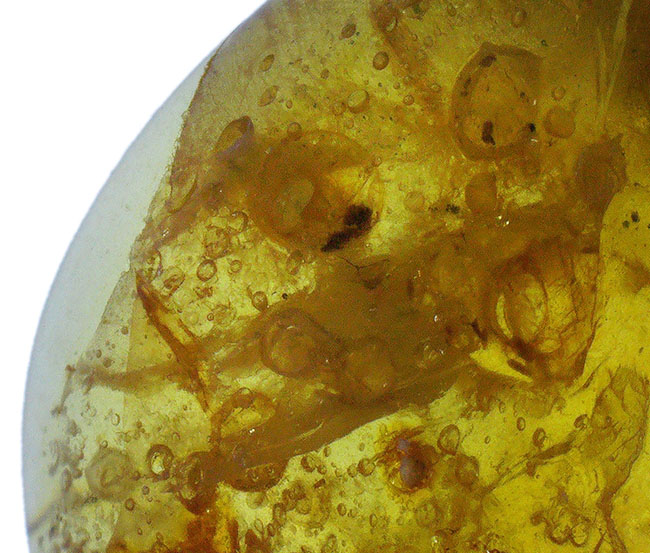 肉眼でもその存在がはっきりと分かる大きな虫を内包した、約1億年前の琥珀、バーマイト（Burmite）（その5）