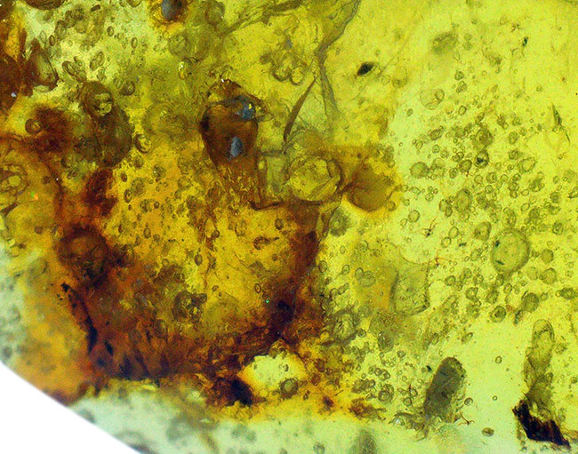 肉眼でもその存在がはっきりと分かる大きな虫を内包した、約1億年前の琥珀、バーマイト（Burmite）（その6）