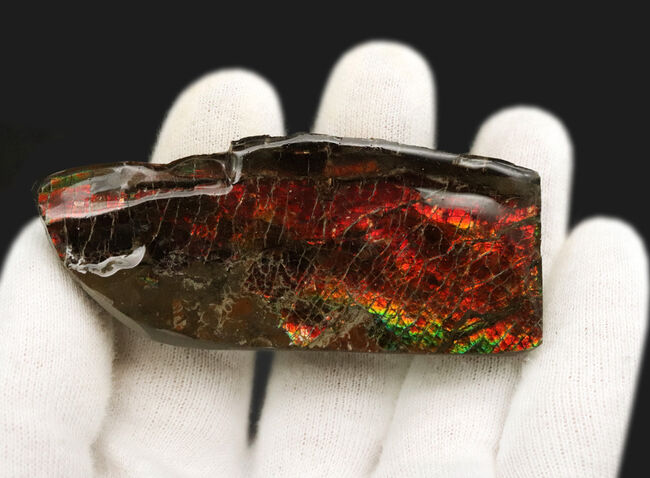 深い赤色！カナダ・アルバータ州のロッキー山脈で発見された生物起源の宝石、アンモライト（Ammolite）（その3）