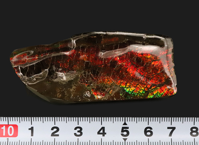 深い赤色！カナダ・アルバータ州のロッキー山脈で発見された生物起源の宝石、アンモライト（Ammolite）（その7）