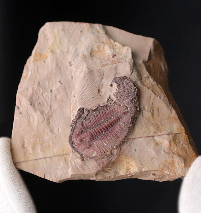 希少なオールドコレクション！めったにマーケットで出会うことがない、極めて希少な三葉虫、パラエオレヌス（Palaeolenus）の化石（その3）