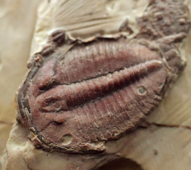 希少なオールドコレクション！めったにマーケットで出会うことがない、極めて希少な三葉虫、パラエオレヌス（Palaeolenus）の化石（その4）