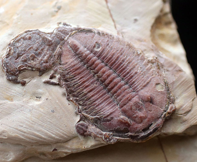 希少なオールドコレクション！めったにマーケットで出会うことがない、極めて希少な三葉虫、パラエオレヌス（Palaeolenus）の化石（その7）