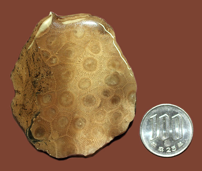 美しいコロニーを楽しめる古生代デボン紀のサンゴ化石、ヘキサゴナリア(Hexagonaria percarinata)のカット表面 化石 販売