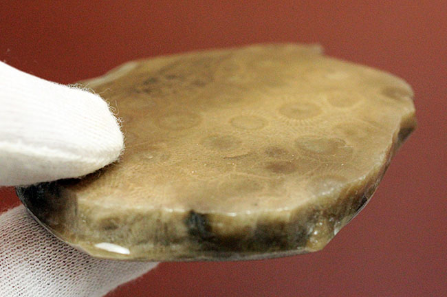 美しいコロニーを楽しめる古生代デボン紀のサンゴ化石、ヘキサゴナリア(Hexagonaria percarinata)のカット表面 化石 販売