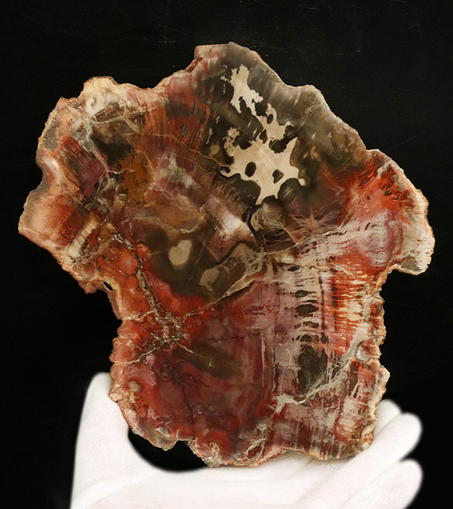 マダガスカル産の非常にカラフルな珪化木（Petrified Wood）！しかも両面ポリッシュ仕上げ！（その1）